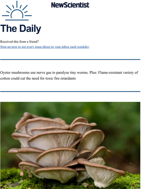 New Scientist Oyster mushrooms use nerve gas on worms Milled