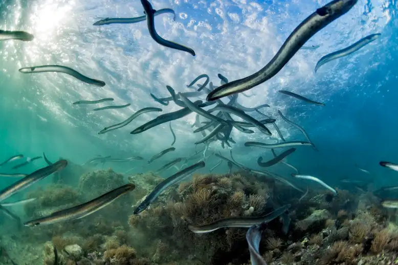 Eels swimming