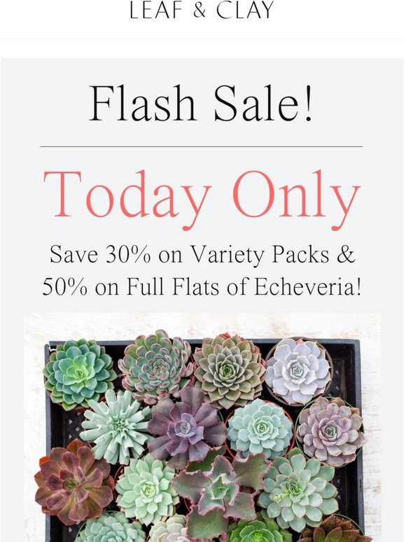 🌵 Succulent Flash Sale! Up to 50% OFF! 🌵