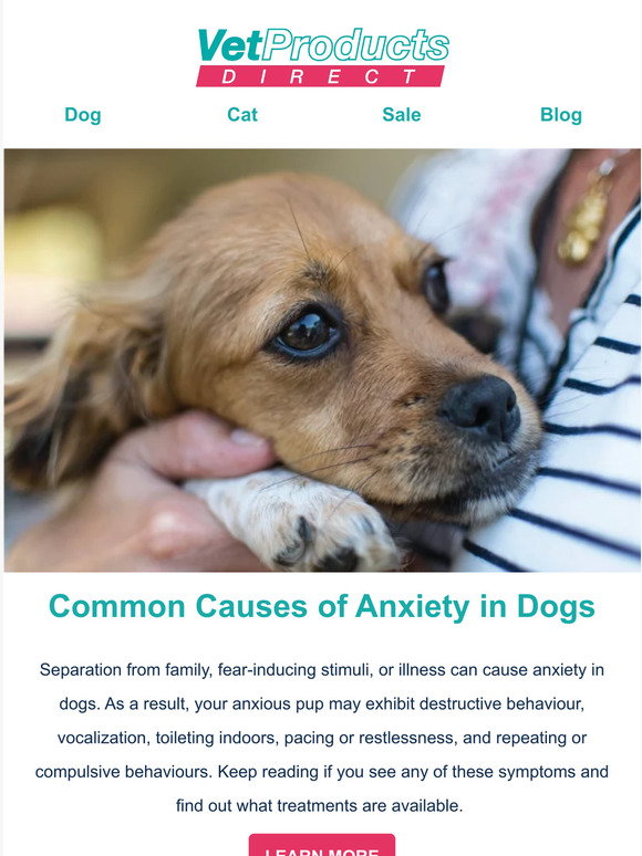 Picture of Vet Products Direct: Common Causes of Anxiety in Dogs | Milled