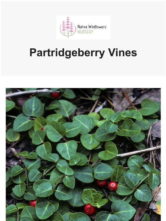 Native Wildflowers Nursery BOOM They're Back Milled