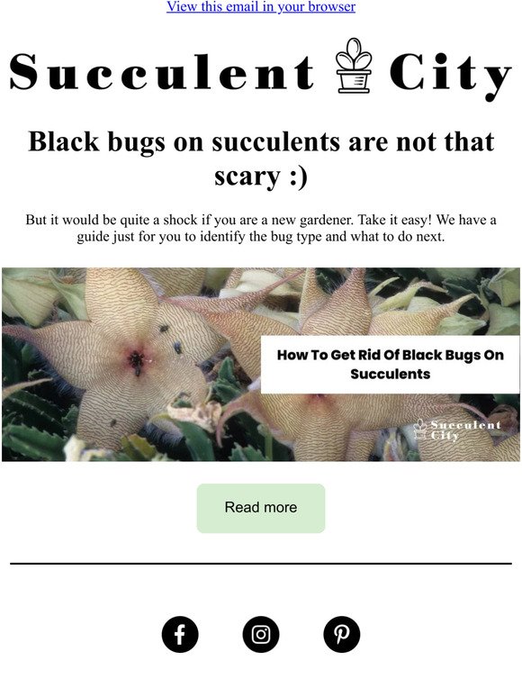 Beside powdery mildew, succulents also attract black bugs 😰