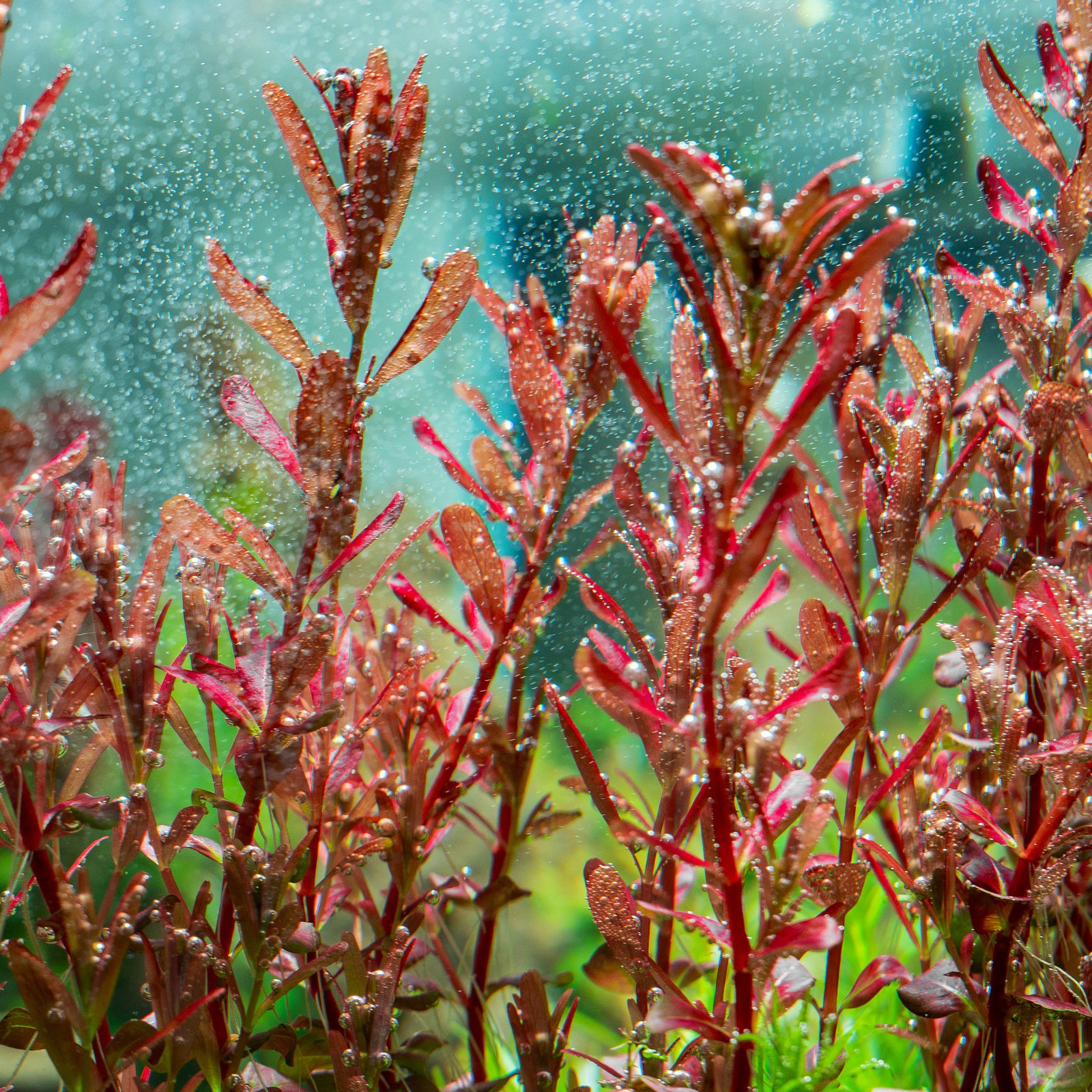 Top 10 Stem Plants for a Planted Aquarium