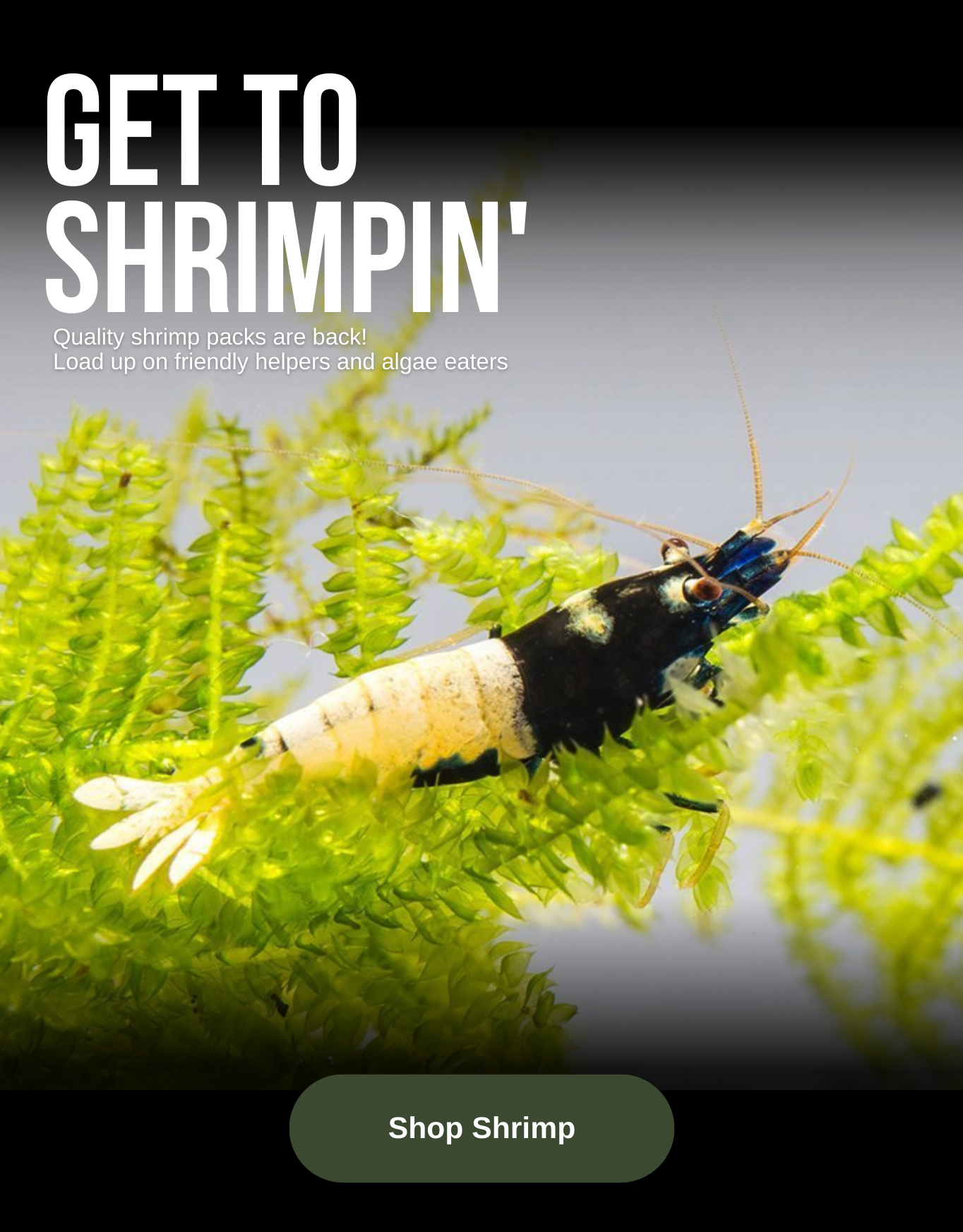 Freshwater Aquarium Shrimp
