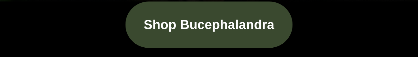 Bucephalandra Available