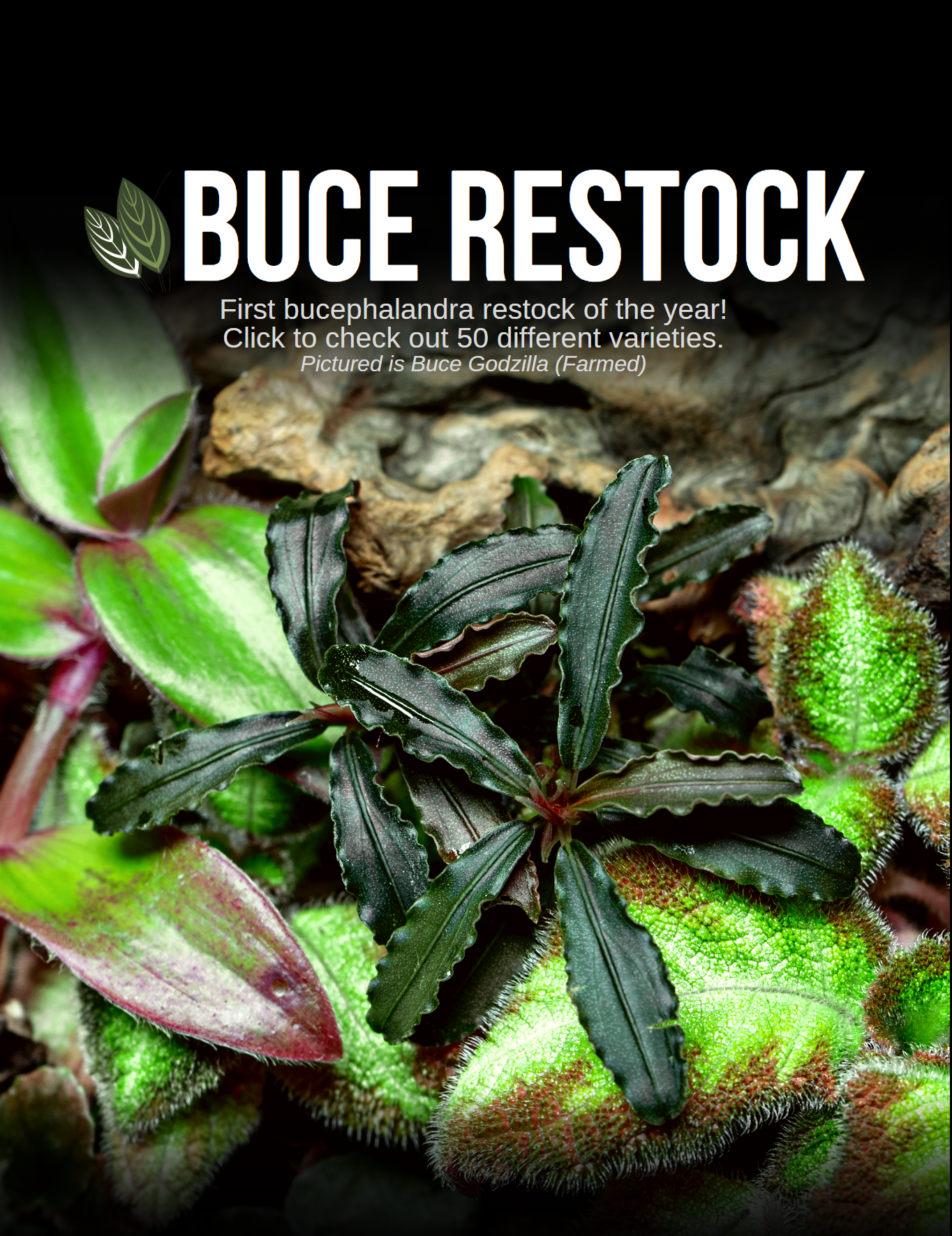 bucephalandra available