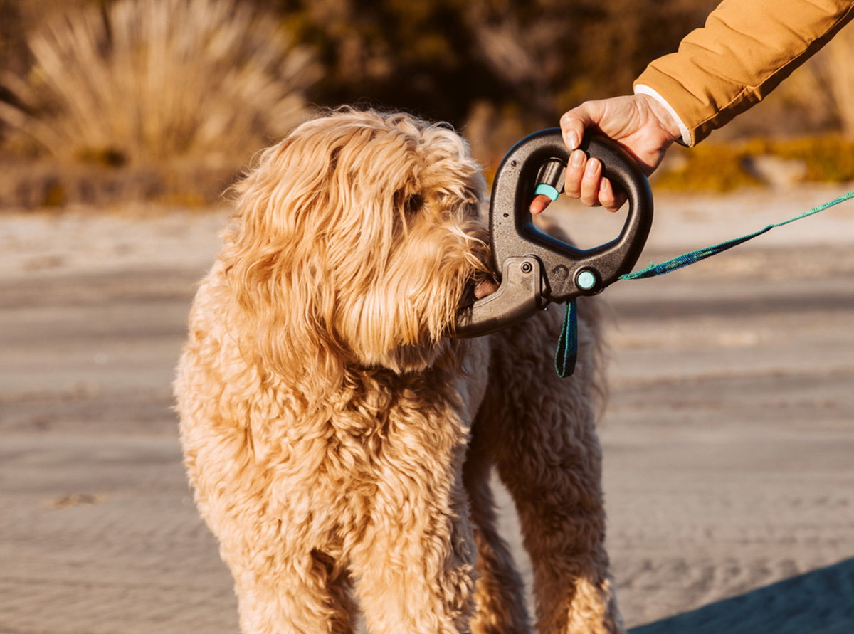 Spleash®: This 2-in-1 leash attachment keeps your dogs hydrated & PROTECTED with a 14-foot spray range