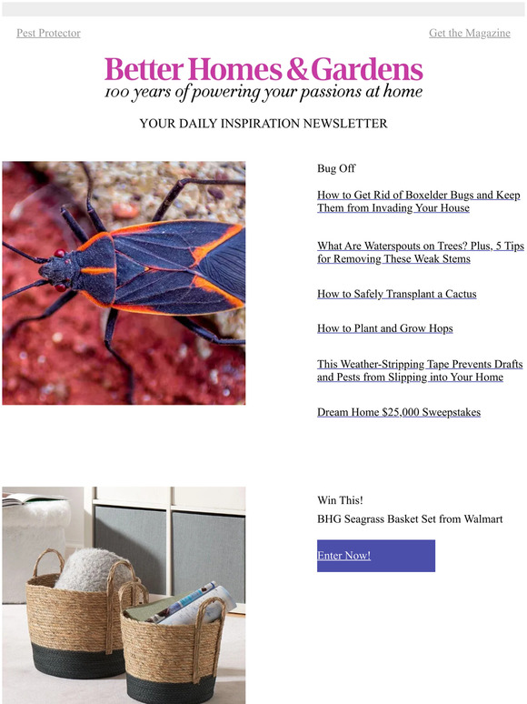 Better Homes and Gardens How to Get Rid of Boxelder Bugs and Keep Them