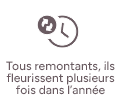 Tous remontants, ils fleurissent plusieurs fois dans l’année
