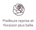 Meilleure reprise et floraison plus belle