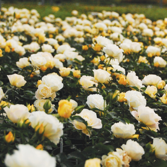 Rosier Popcorn DRIFT ® Novarospop
