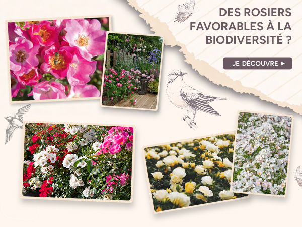 Des rosiers favorables à la biodiversité ? 