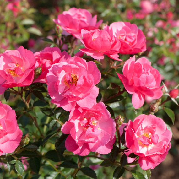 Rosier Jolie PROVENCE ® Meilegase