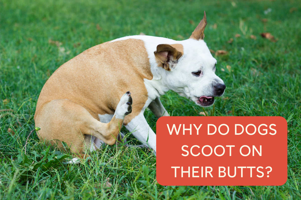 Pupford LLC [article] Why Do Dogs Scoot on Their Butts? Milled