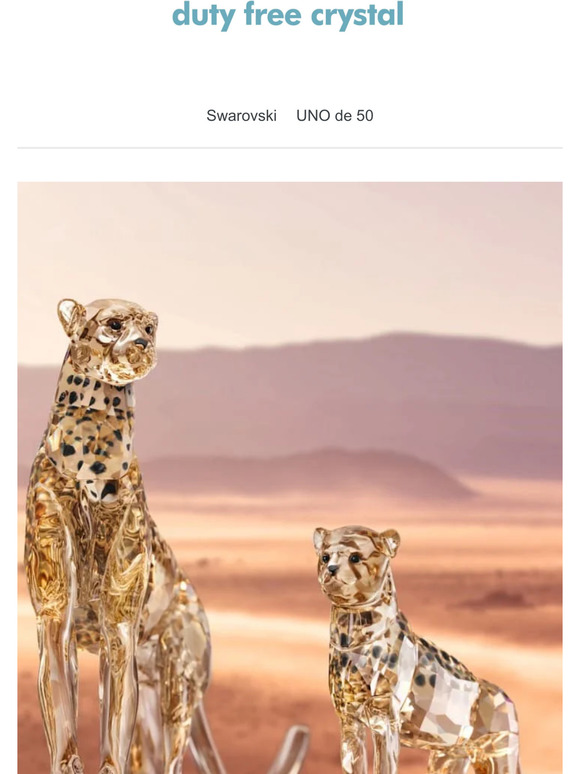 Calling SCS Members | Swarovski 2023 Cheetahs & Ostrich