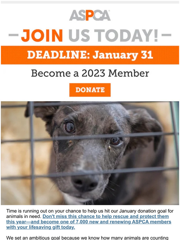 Time is running out to renew your support for animals