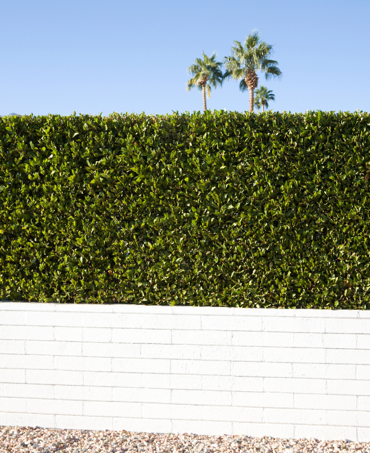 Plants Express Privacy Trees