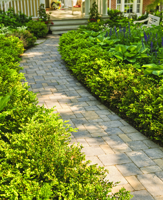 Plants Express Shrubs