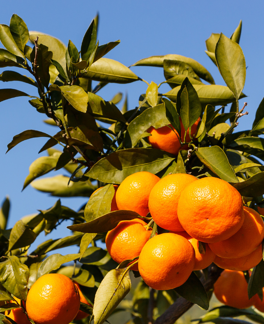 Plants Express Citrus Trees
