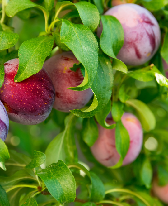 Plants Express Fruit Trees