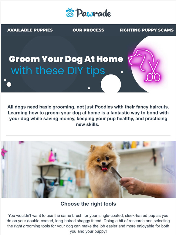 DIY Dog Grooming at Home  ✂️🐶🏠