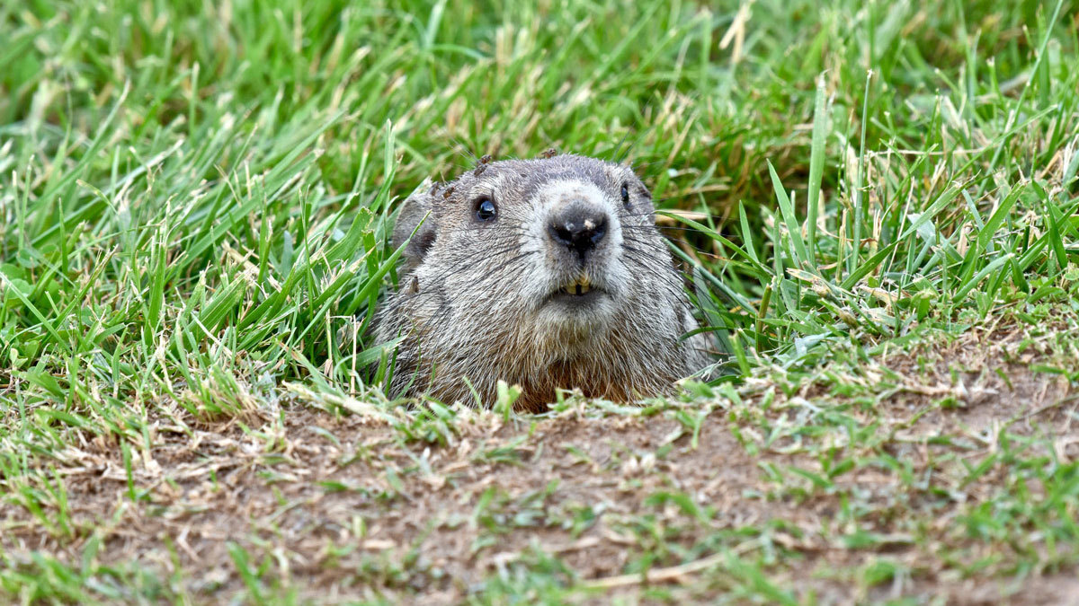 National Geographic: Can groundhogs predict the weather? Show kids the