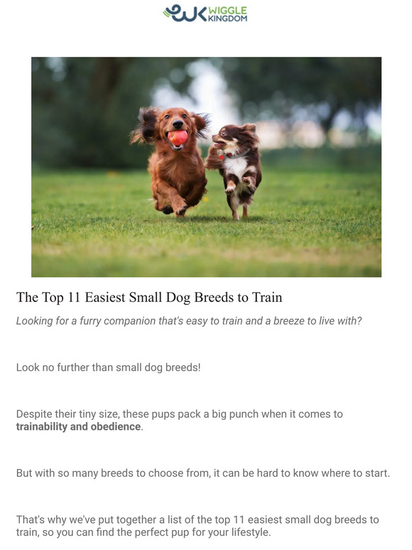 Wiggle Kingdom The Top 11 Easiest Small Dog Breeds to Train Milled