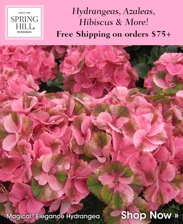Free Shipping on $75+