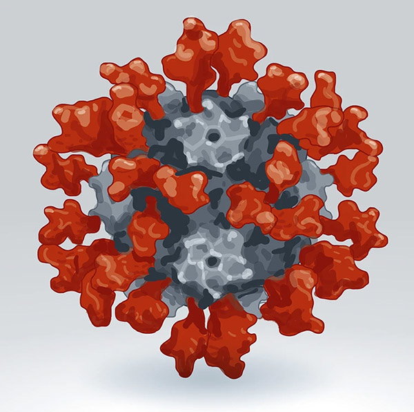 A graphic of a nanoparticle vaccine, which looks like a strange spherical hedgehog, a grey ball studded with red blobby spikes representing Sars-CoV-2’s spike protein.