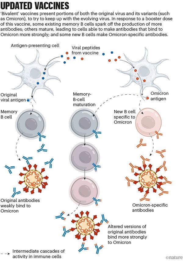 How coronavirus vaccines protect against Sars-CoV-2: a graphic that shows the process of how vaccines confer immunity.