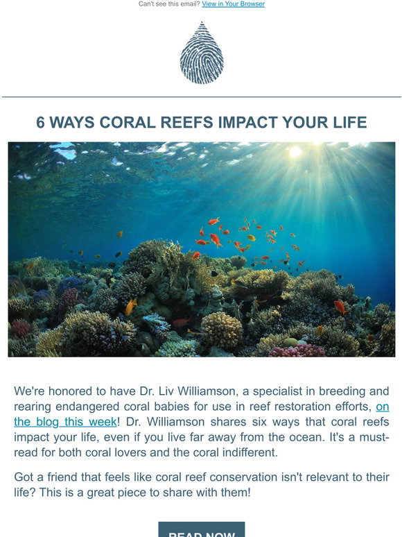 Gallery Detail: Waterlust 6 Ways Coral Reefs Impact Your Life