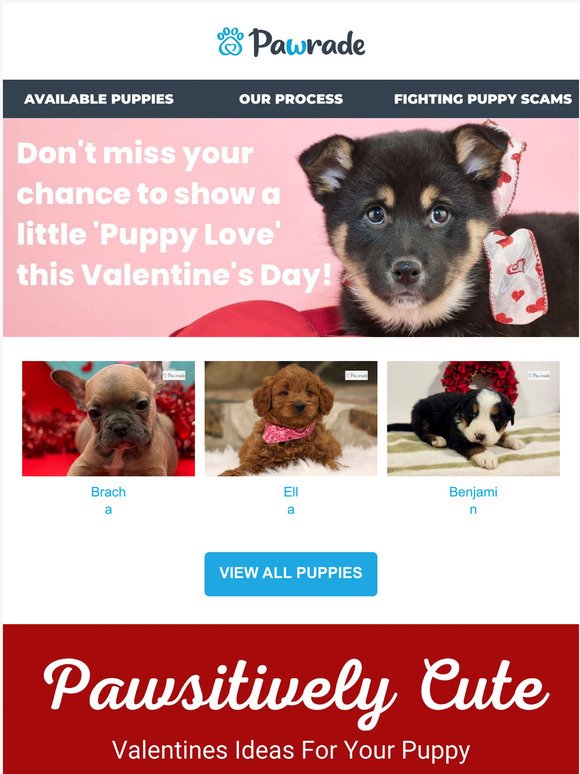 Still time to show a little 'Puppy Love' this Valentine's Day 🐶💕