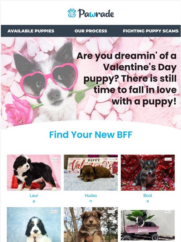 Dreamin' of a Valentines 💘 puppy 🐶? It's not too late!