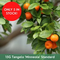 Citrus Tangelo 'Minneola' Standard