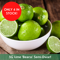 Citrus Lime 'Bearss' Semi-Dwarf