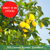 Citrus Lemon 'Eureka' Standard