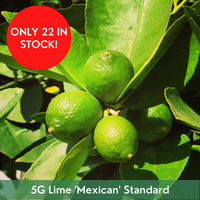 Citrus Lime 'Mexican' Standard