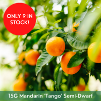 Citrus Mandarin 'Tango' Semi-Dwarf