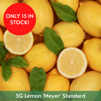 Citrus Lemon 'Meyer' Standard