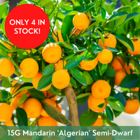 Mandarin 'Algerian' Semi-Dwarf