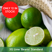 Citrus Lime 'Bearss' Standard