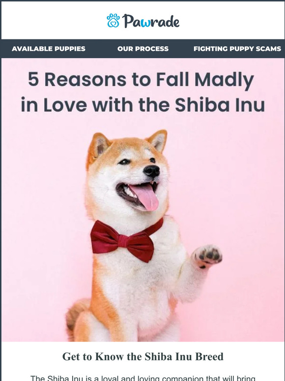 🐕 💕 5 Reasons to Fall Madly in Love with the Shiba Inu