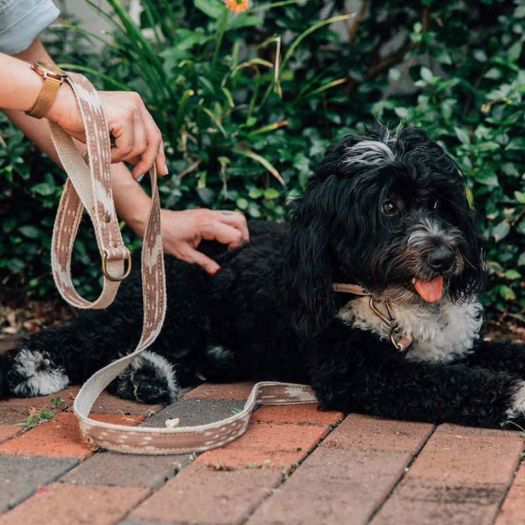 Shop Pets