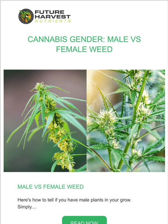 MALE VS FEMALE WEED