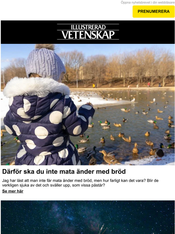 Därför ska du inte mata änder med bröd