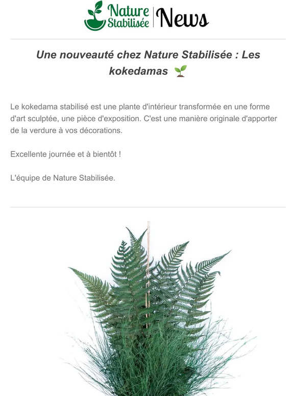 🌿 Nouveauté 2023 : Les kokedamas 🌱