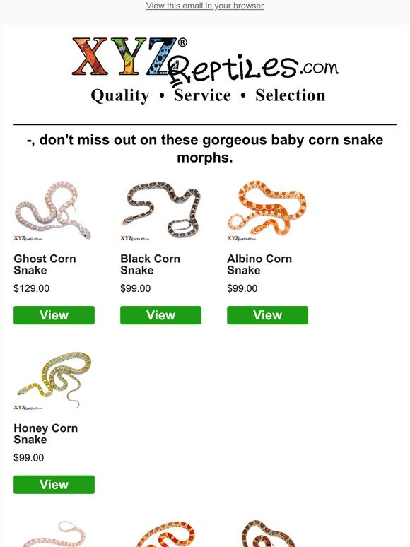 🐍10 Baby Corn Snake Morphs Back In Stock