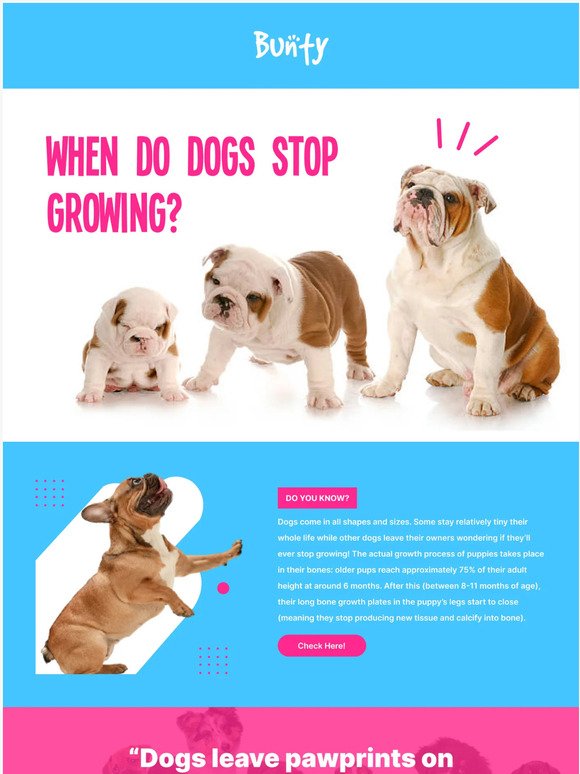 When Do Dogs Stop Growing?