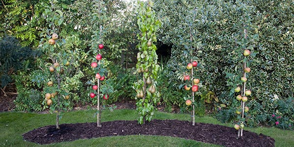 Pomona Fruits: 15% off selected cordon (columnar) fruit trees | Milled