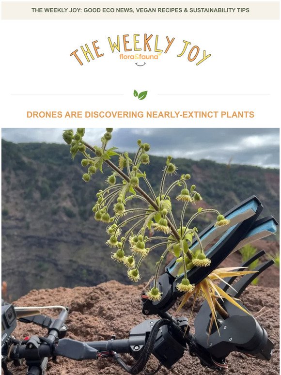 Drones Are Discovering Nearly-Extinct Plants! 🌱